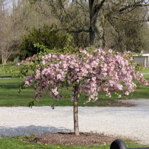 Meet your Posher, Peggy